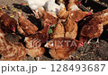 red brown domestic chickens foraging on organic farm. flock of chicken walking and eating in countryside yard 128493687