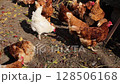 brown red laying hens chickens walking around the yard and eating. organic farm 128506168