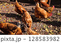 organic farm. brown red laying hens chickens walking around the yard and eating 128583982