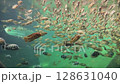Tropical School of Fish. A lot of Fish Swims very slow 128631040