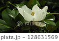 White flower of southern evergreen magnolia with glossy green leaves gently swaying in the wind. Ideal for natural beauty, botanical themes, calm garden scenes, and floral design projects. 128631569
