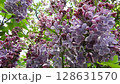 Close-up footage of a lush common lilac bush (Syringa vulgaris) covered in light lilac-colored blossoms. The pale purple flowers and dense green foliage create a soft, romantic atmosphere in a spring  128631570