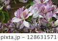 Close-up video of blooming Bauhinia variegata branches, also known as orchid tree or mountain ebony, with delicate pink flowers swaying in a light breeze. The exotic petals and green foliage create a  128631571