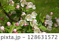 Footage of ornamental apple tree with fully opened white blossoms and delicate pink buds gently swaying in the breeze. The combination of blooming flowers and developing buds captures a dynamic and fr 128631572