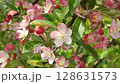 Gentle blooming pink crabapple flowers moving softly in the spring breeze. The ornamental tree blossoms sway gracefully, showcasing the beauty of seasonal renewal. Perfect for floral backgrounds, ga 128631573