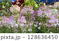 Slide photo of a flowerbed full of white and pale pink Cleome (Western butterfly plant) in full bloom Slide photo of a flowerbed full of white and pale pink Cleome (Western butterfly plant) in full bloom 128636450
