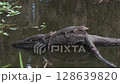 Two Baby Alligators Resting on a Log in Florida Wetland 128639820