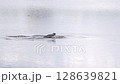 Two Alligators Territorial Behavior in Springtime 128639821