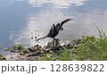 Anhinga Bird Sunning Near Florida Lake 128639822