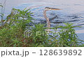 Large Alligator Going after Great Blue Heron 128639892