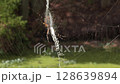 Large Web and Spiders in Florida Wetland 128639894