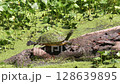 Turtle Sunning in Florida Green Swamp 128639895