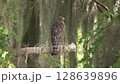 Red-shouldered Hawk looking for Prey in Florida Wetland. 128639896