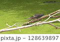 Green Heron Trying to Catch Dragonfly in Florida Swamp 128639897