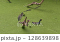 Common Gallinule Bird and Green Heron 128639898