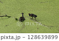 chick, bird, animal 128639899