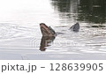 Large American Alligator Territorial Call in Florida Lake 128639905
