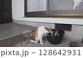 Calico cat drinking water 128642931