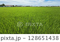 Rice swaying in the wind 128651438