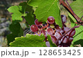 Sweet juicy berries of pink wine grapes hang between fresh green leaves and grapevine with blurred background and copy space. Viticulture harvesting season 128653425