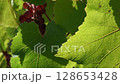 Sunlight on jagged edges and leaf veins against blurred background of grape bunch and green foliage. Sunny day at vineyard in viticulture harvest time 128653428