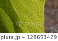 Autumn yellow leaf texture with tortuous veins. Closeup of deciduous tree Paulownia leaf shaking in bright sunlight. Organic woody plant growing in garden 128653429