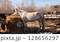 Horses feeding on hay at a serene ranch in autumn during daylight with bright blue sky 128656297