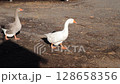 Two domestic geese are walking freely around the farm. One goose is grey, the other is white. 128658356