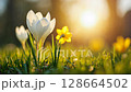 Luminous spring flowers awaken, with radiant white crocuses and golden daffodils flourishing under a brilliant sun in a spring early morning or evening. 128664502