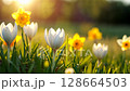 Luminous spring flowers awaken, with radiant white crocuses and golden daffodils flourishing under a brilliant sun in a spring early morning or evening. 128664503