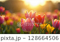 Lush spring flowers bloom with vibrant colors, basking in the soft, warm light of a golden spring sunrise, showcasing natural beauty with summer evening or morning. 128664506