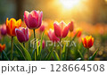 Lush spring flowers bloom with vibrant colors, basking in the soft, warm light of a golden spring sunrise, showcasing natural beauty with summer evening or morning. 128664508