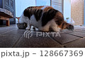 Calico cat food 128667369