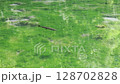 湖底まで見えるほど透き通る沼と鱒 128702828