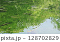 湖底まで見えるほど透き通る沼と鱒 128702829