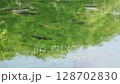 湖底まで見えるほど透き通る沼と鱒 128702830