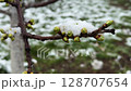 Green buds on a tree branch surrounded by snow after unexpected cold snap in spring 128707654