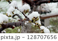 Green buds on a tree branch surrounded by snow after unexpected cold snap in spring 128707656