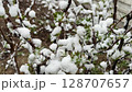 Spring shrub with fresh leaves and buds covered in heavy snow after a sudden weather anomaly 128707657