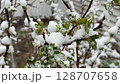 Macro view of snow-covered branches with green spring leaves after sudden spring frost and snowfall 128707658