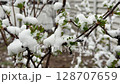Macro view of snow-covered branches with green spring leaves after sudden spring frost and snowfall 128707659