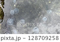 盂蘭盆節前水母大量出現 128709258