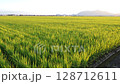 夏天稻田 夏天稻田 128712611