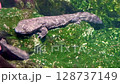 河裡的大鯢 128737149