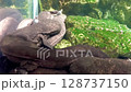 大鯢在河裡游泳 128737150