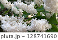 Macro video of white deutzia flowers in full bloom with a bee and a bumblebee collecting nectar. The scene is captured in soft natural light with shallow depth of field, emphasizing the delicate 128741690
