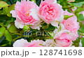 High-resolution close-up photo of lush pink garden roses in full bloom, captured in soft natural lighting. The layered petals and delicate texture create a romantic and elegant floral background 128741698