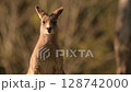 Eastern Grey Kangaroo Eastern Grey Kangaroo 128742000