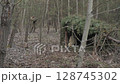 Man carrying firewood near forest shelter during bushcraft 128745302