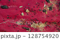 Ant collecting food leftovers 128754920